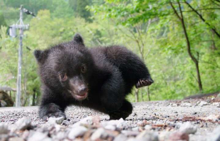 森のクマさんに会える！奥飛騨クマ牧場