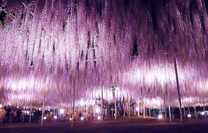 国内有数の花の楽園・あしかがフラワーパーク